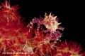   Soft Coral crab silhouetted against dark background really shows detail crabNikon D7100 105VR lens Nauticam Housing dual Inon Strobes  